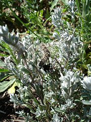 filago californica